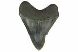 Fossil Megalodon Tooth - Serrated Blade #130803-2